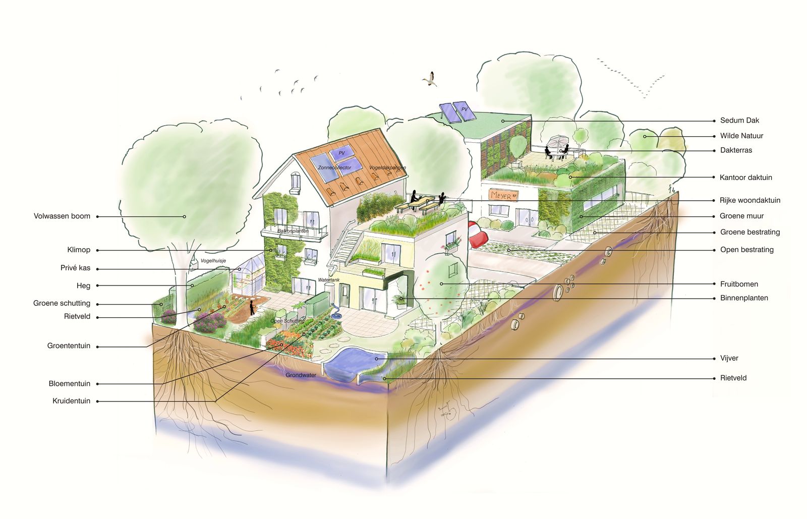A watercolour cutaway of a house and garden, its green roof, solar panels, kitchen garden, pond and planting labelled in Dutch.